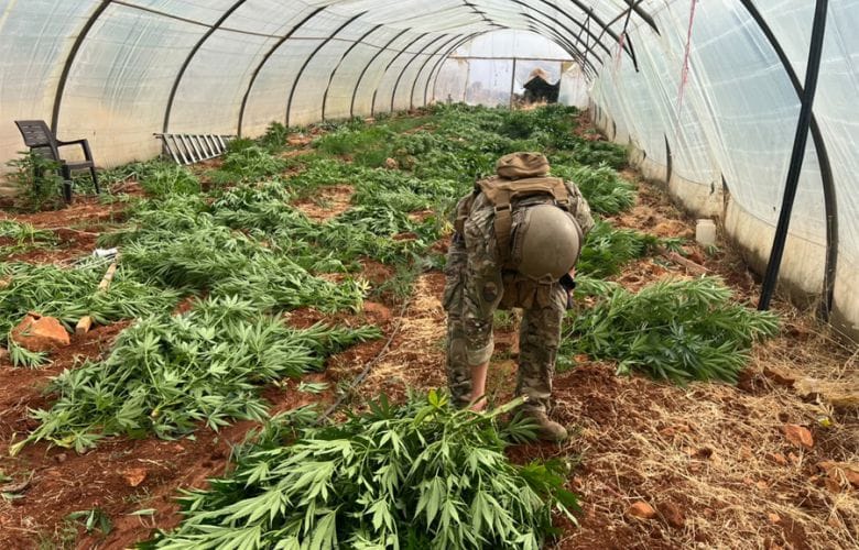 في البقاع... ضبط 22 كلغ من حشيشة الكيف